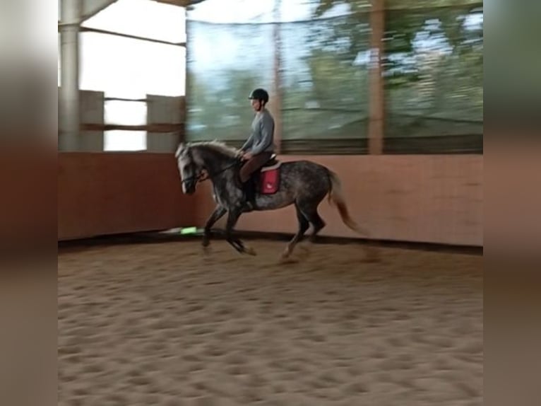 Weitere Ponys/Kleinpferde Stute 4 Jahre 148 cm Schimmel in Achstetten