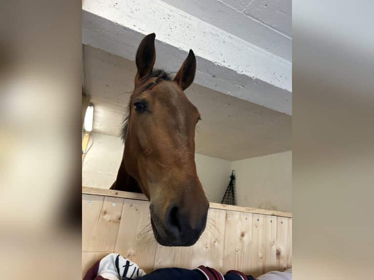 Weitere Ponys/Kleinpferde Stute 4 Jahre 149 cm Brauner in AchenkirchAchenkirch