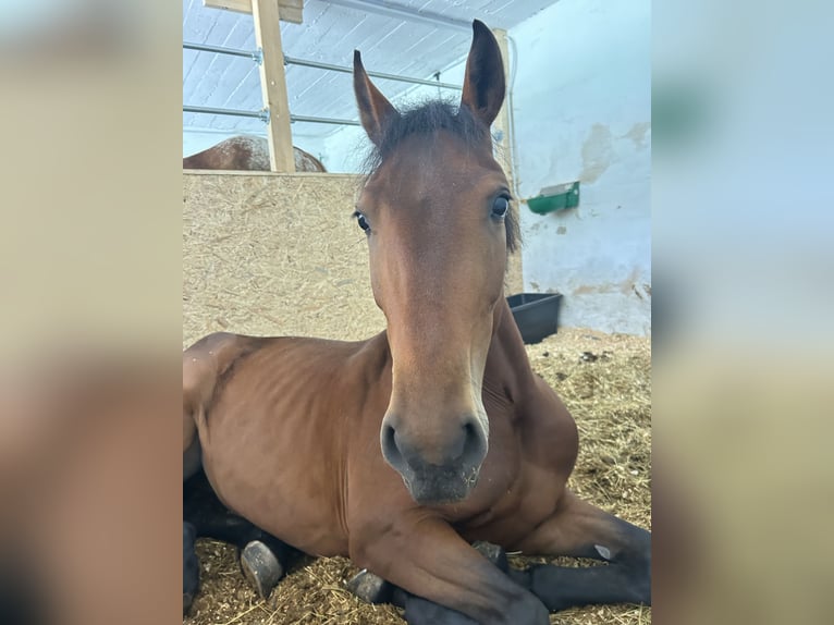 Weitere Ponys/Kleinpferde Stute 4 Jahre 149 cm Brauner in AchenkirchAchenkirch
