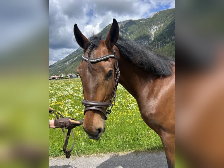 Weitere Ponys/Kleinpferde Stute 4 Jahre 149 cm Brauner in AchenkirchAchenkirch