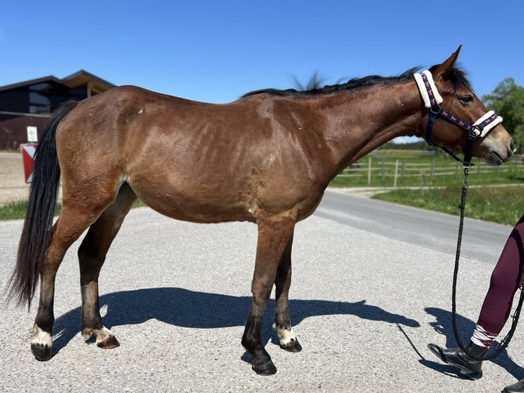Weitere Ponys/Kleinpferde Stute 4 Jahre 150 cm Brauner in Uttendorf