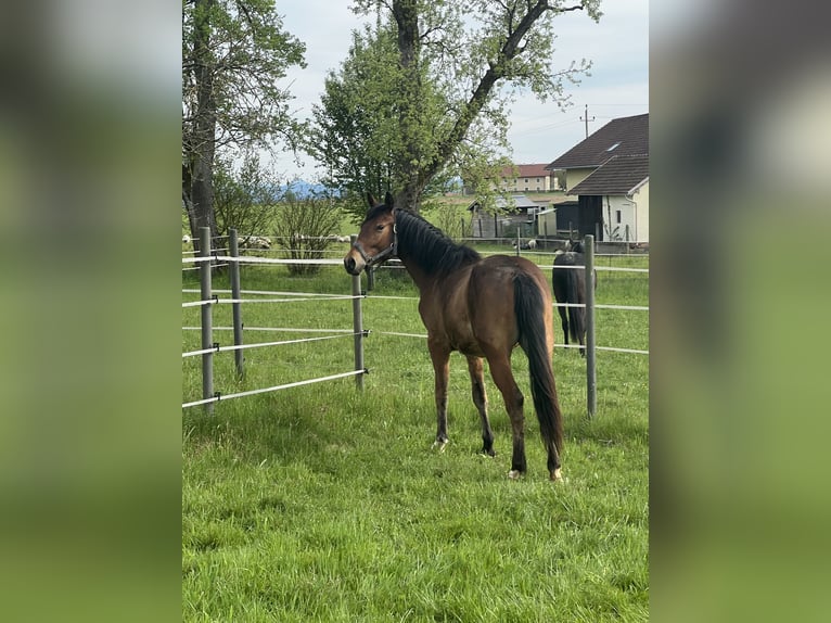 Weitere Ponys/Kleinpferde Stute 4 Jahre 150 cm Brauner in Uttendorf