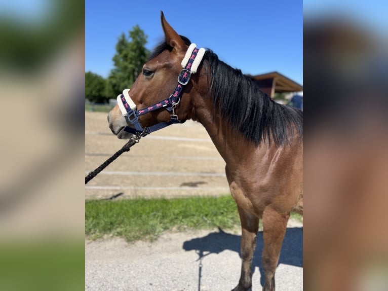Weitere Ponys/Kleinpferde Stute 4 Jahre 150 cm Brauner in Uttendorf