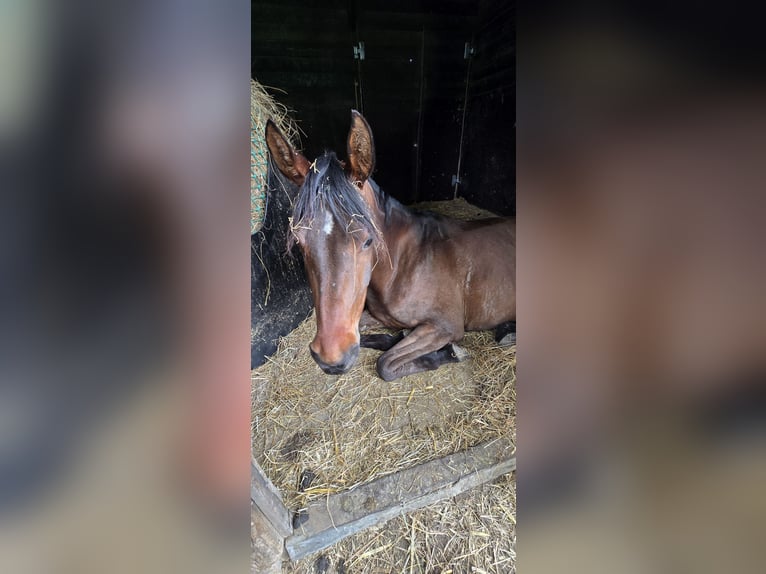 Weitere Ponys/Kleinpferde Mix Stute 4 Jahre 150 cm Brauner in Weilerswist