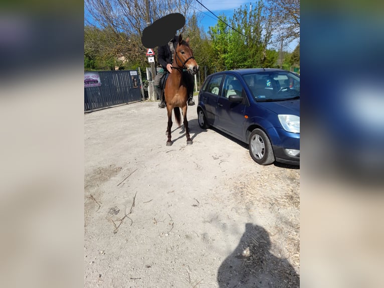 Weitere Ponys/Kleinpferde Stute 4 Jahre 150 cm Brauner in Bad Saulgau