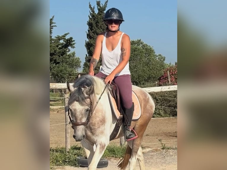 Weitere Ponys/Kleinpferde Mix Stute 4 Jahre 150 cm Kann Schimmel werden in Saint-Laurent-de-la-Salanque
