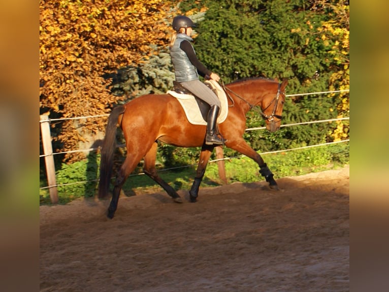 Weitere Ponys/Kleinpferde Stute 4 Jahre 152 cm Brauner in Velpke