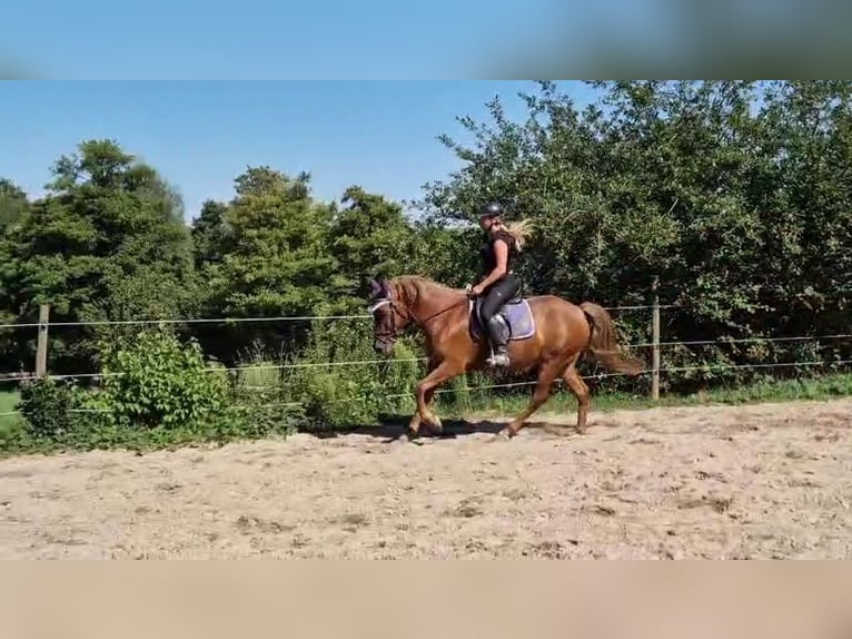 Weitere Ponys/Kleinpferde Stute 4 Jahre 152 cm Fuchs in Bruchsal
