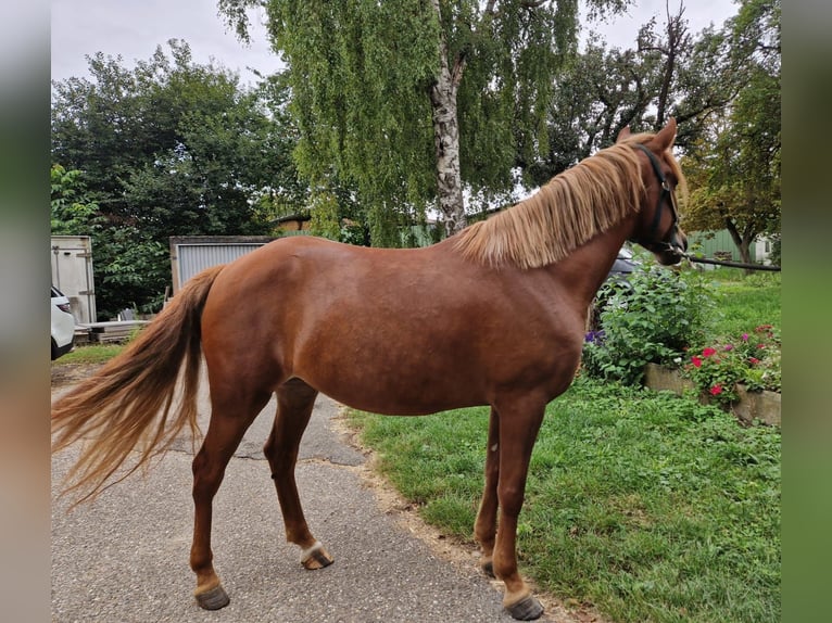 Weitere Ponys/Kleinpferde Stute 4 Jahre 152 cm Fuchs in Bruchsal