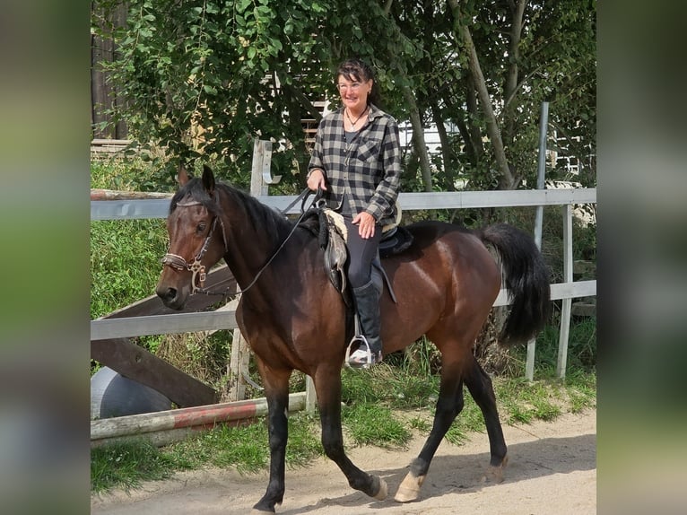 Weitere Ponys/Kleinpferde Stute 4 Jahre 153 cm Dunkelbrauner in Johanniskirchen, Habach 1