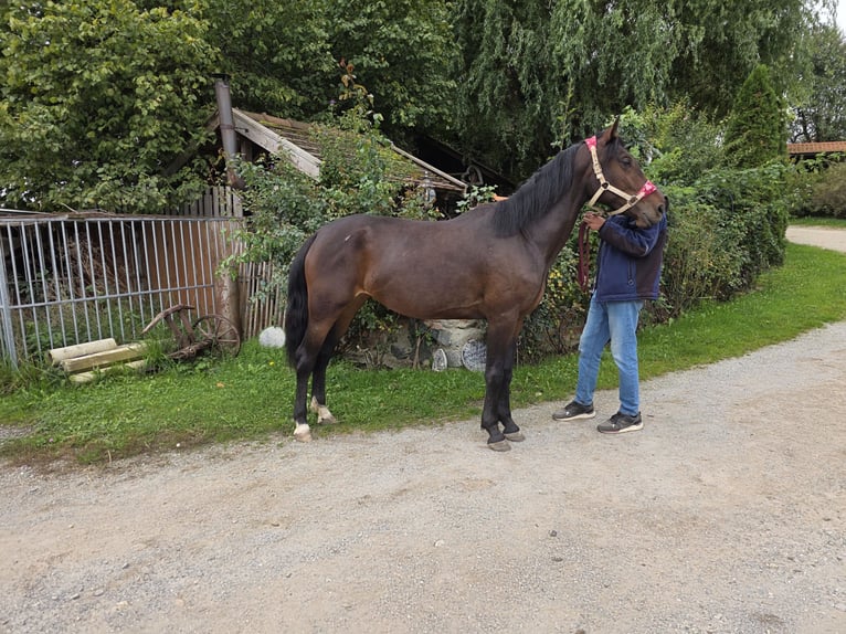 Weitere Ponys/Kleinpferde Stute 4 Jahre 153 cm Dunkelbrauner in Johanniskirchen, Habach 1