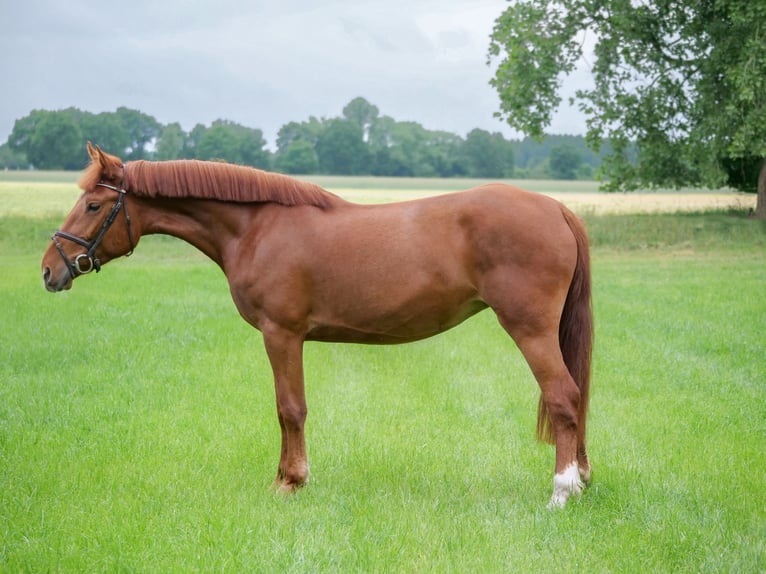 Weitere Ponys/Kleinpferde Stute 4 Jahre 153 cm Fuchs in Dohren