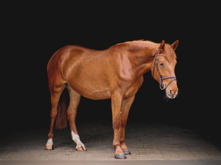 Weitere Ponys/Kleinpferde Stute 4 Jahre 153 cm Fuchs in Dohren
