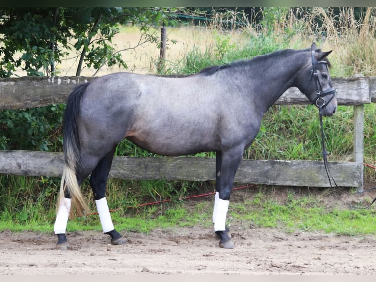 Weitere Ponys/Kleinpferde Stute 4 Jahre 153 cm Rappschimmel in Wachtendonk