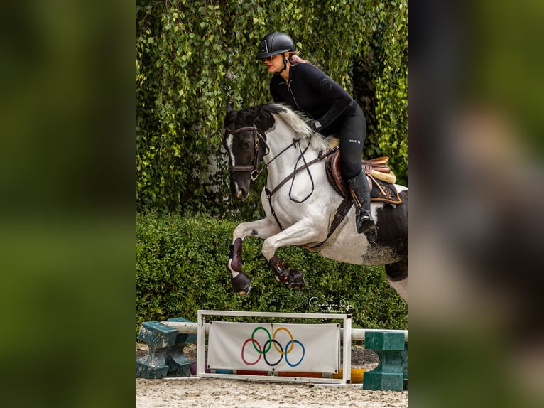 Weitere Ponys/Kleinpferde Stute 4 Jahre 153 cm Schecke in Poznań