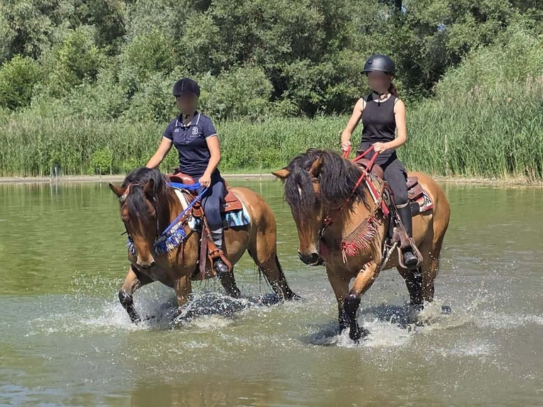 Weitere Ponys/Kleinpferde Stute 4 Jahre 154 cm Falbe in Linkenbach
