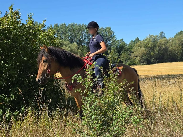 Weitere Ponys/Kleinpferde Stute 4 Jahre 154 cm Falbe in Linkenbach