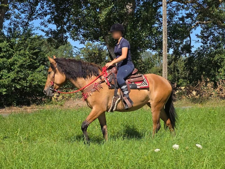 Weitere Ponys/Kleinpferde Stute 4 Jahre 154 cm Falbe in Linkenbach