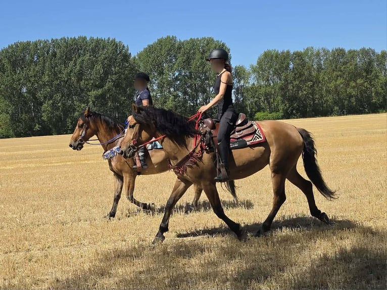 Weitere Ponys/Kleinpferde Stute 4 Jahre 154 cm Falbe in Linkenbach