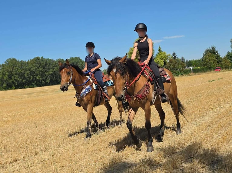 Weitere Ponys/Kleinpferde Stute 4 Jahre 154 cm Falbe in Linkenbach