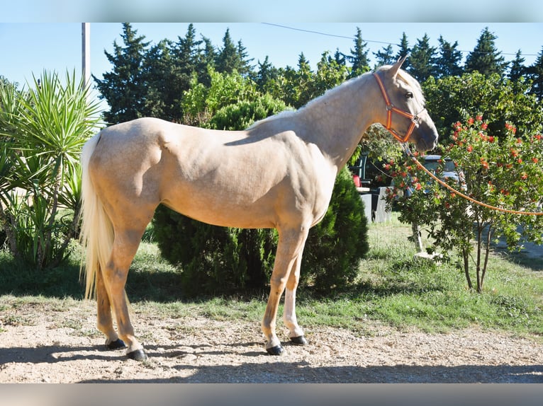Weitere Ponys/Kleinpferde Stute 4 Jahre 155 cm Palomino in Aimargues