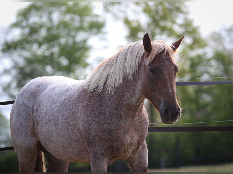 Weitere Ponys/Kleinpferde Stute 4 Jahre 155 cm Roan-Red in Pastetten