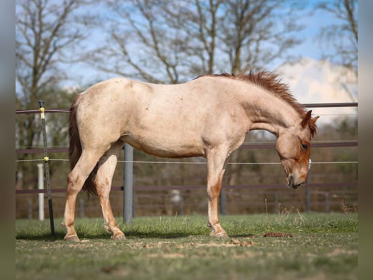 Weitere Ponys/Kleinpferde Stute 4 Jahre 160 cm Roan-Red in Pastetten