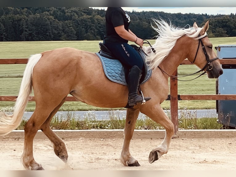 Weitere Ponys/Kleinpferde Stute 4 Jahre 163 cm Palomino in Ursensollen