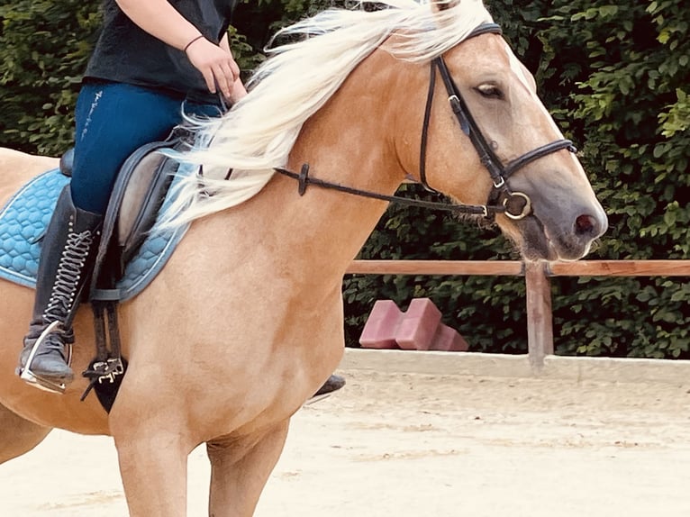 Weitere Ponys/Kleinpferde Stute 4 Jahre 163 cm Palomino in Ursensollen