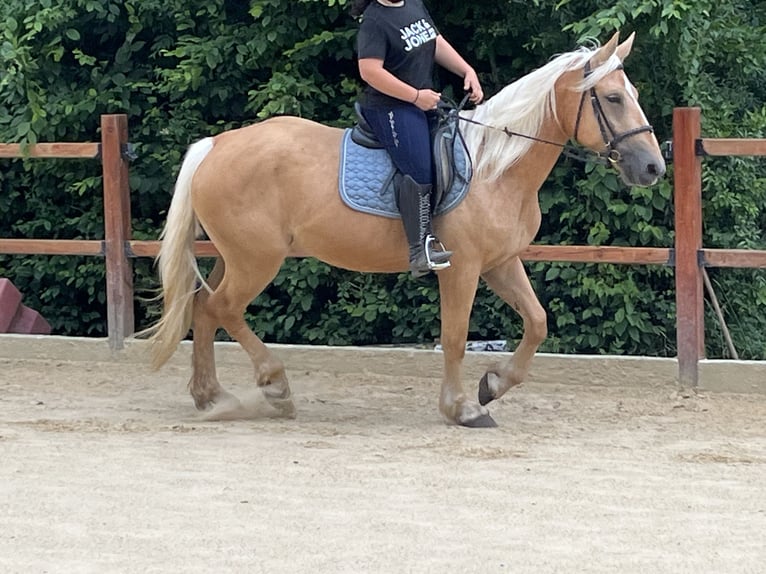 Weitere Ponys/Kleinpferde Stute 4 Jahre 163 cm Palomino in Ursensollen