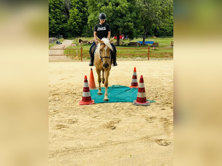 Weitere Ponys/Kleinpferde Stute 4 Jahre 163 cm Palomino in Ursensollen
