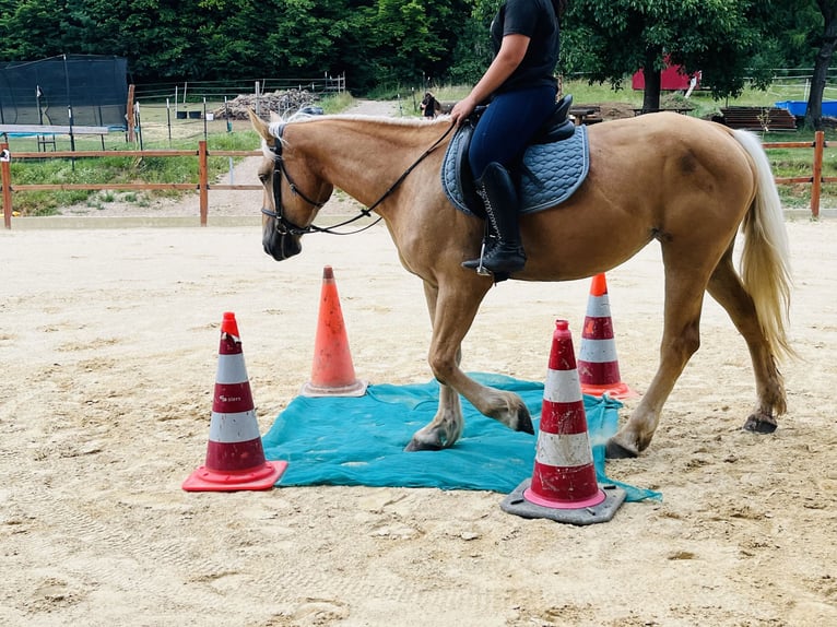 Weitere Ponys/Kleinpferde Stute 4 Jahre 163 cm Palomino in Ursensollen