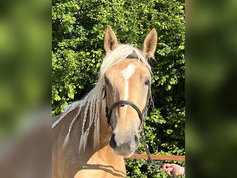 Weitere Ponys/Kleinpferde Stute 4 Jahre 163 cm Palomino in Ursensollen