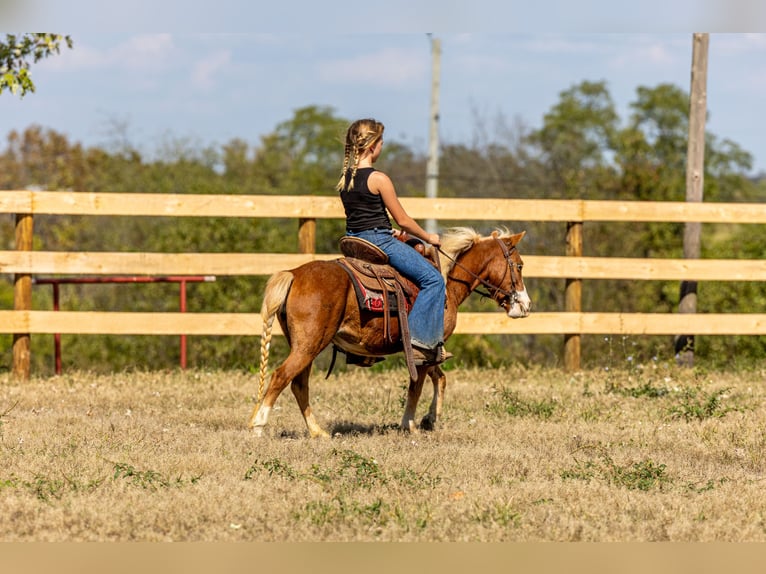 Weitere Ponys/Kleinpferde Stute 4 Jahre 99 cm Rotfuchs in Ewing
