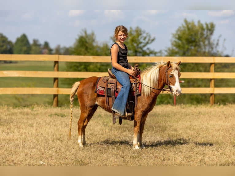 Weitere Ponys/Kleinpferde Stute 4 Jahre 99 cm Rotfuchs in Ewing