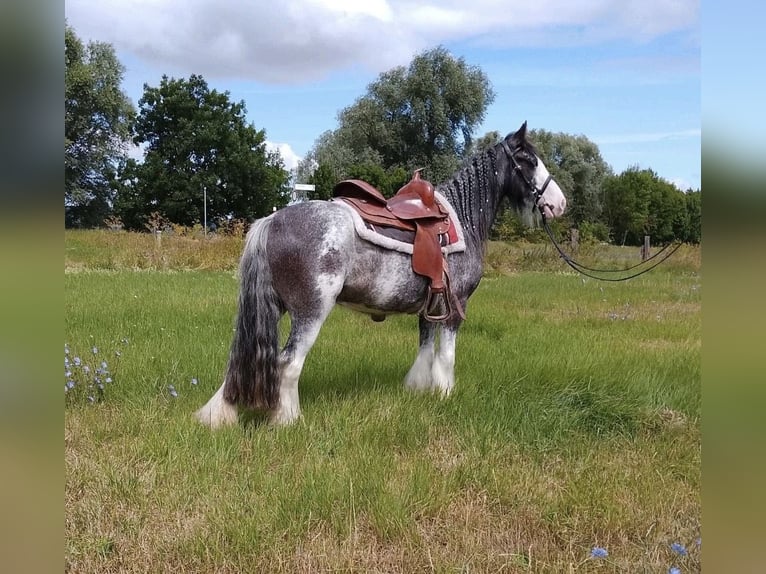Weitere Ponys/Kleinpferde Stute 4 Jahre Roan-Blue in Wickede