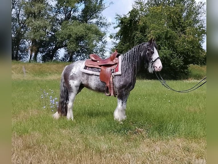 Weitere Ponys/Kleinpferde Stute 4 Jahre Roan-Blue in Wickede