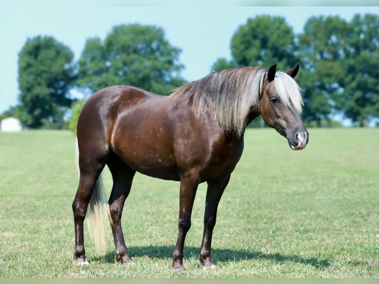 Weitere Ponys/Kleinpferde Stute 5 Jahre 112 cm  in Purdy