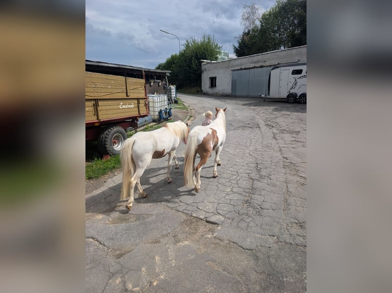 Weitere Ponys/Kleinpferde Stute 5 Jahre 120 cm Schecke in Morsbach
