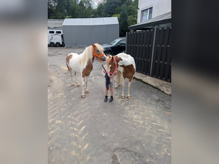 Weitere Ponys/Kleinpferde Stute 5 Jahre 120 cm Schecke in Morsbach