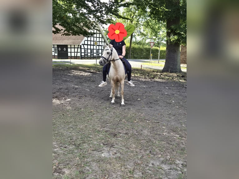 Weitere Ponys/Kleinpferde Stute 5 Jahre 122 cm Palomino in Berge