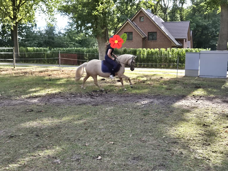 Weitere Ponys/Kleinpferde Stute 5 Jahre 122 cm Palomino in Berge