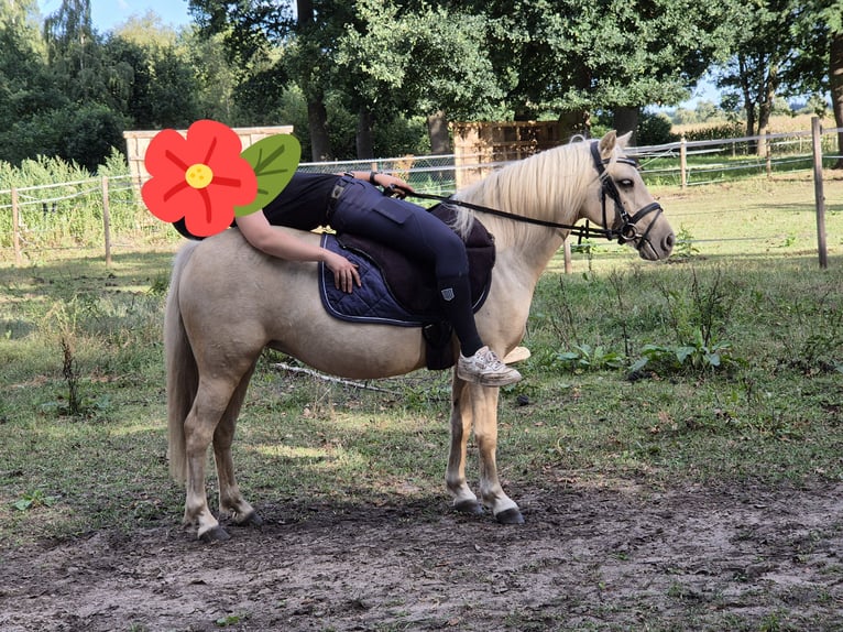Weitere Ponys/Kleinpferde Stute 5 Jahre 122 cm Palomino in Berge