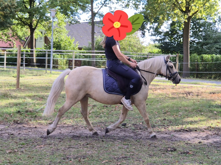 Weitere Ponys/Kleinpferde Stute 5 Jahre 122 cm Palomino in Berge