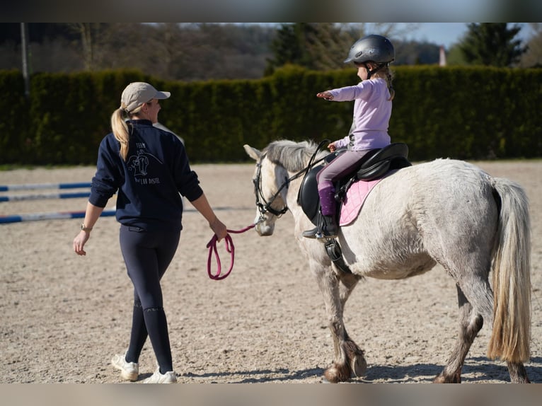 Weitere Ponys/Kleinpferde Stute 5 Jahre 122 cm Schimmel in Wächtersbach