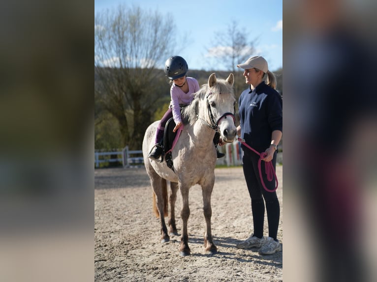 Weitere Ponys/Kleinpferde Stute 5 Jahre 122 cm Schimmel in Wächtersbach