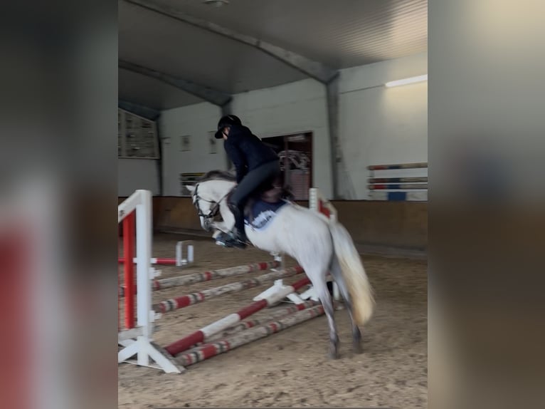 Weitere Ponys/Kleinpferde Stute 5 Jahre 122 cm Schimmel in Wächtersbach