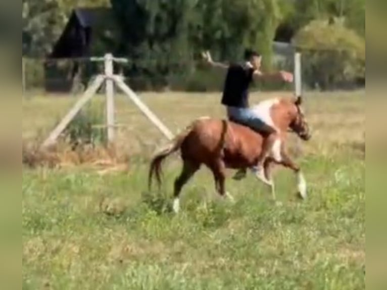 Weitere Ponys/Kleinpferde Stute 5 Jahre 123 cm Schecke in Rechnitz