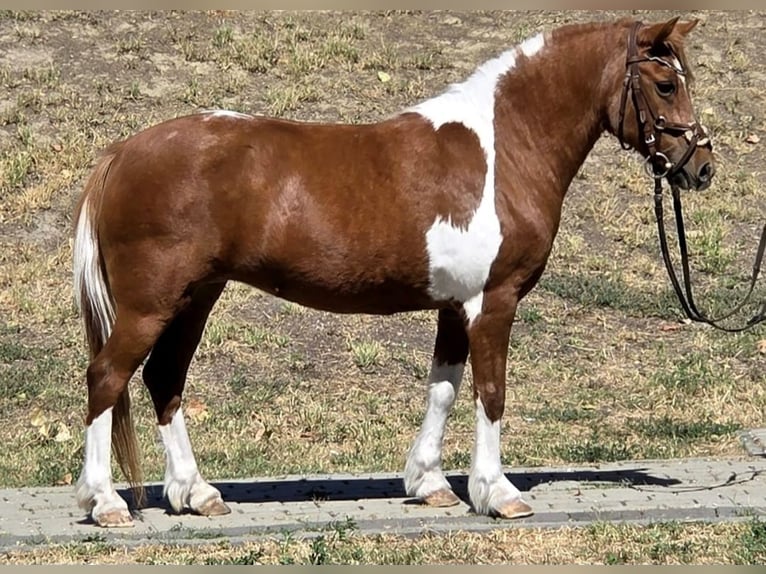 Weitere Ponys/Kleinpferde Stute 5 Jahre 123 cm Schecke in Rechnitz