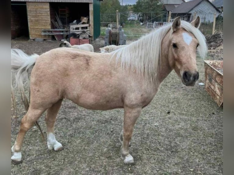 Weitere Ponys/Kleinpferde Stute 5 Jahre 125 cm Palomino in Rechnitz
